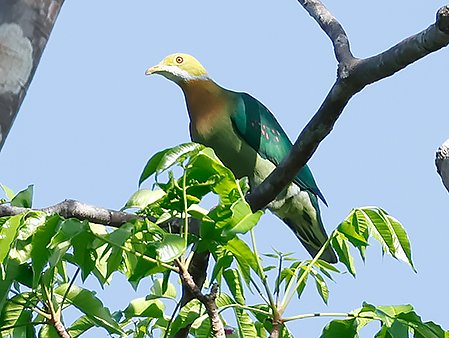 Pink-spotted Fruit Dove, Ptilinopus perlatus - West Papua Birding Tour