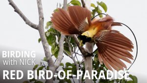 Red Bird-of-Paradise, Paradisaea rubra