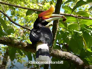 Rhinoceros Hornbill - Peninsula Malaysia Birding Tour