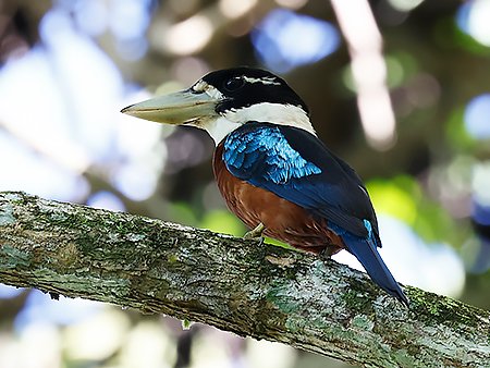 Rufous-bellied Kookaburra, Dacelo gaudichaud - West Papua Birding