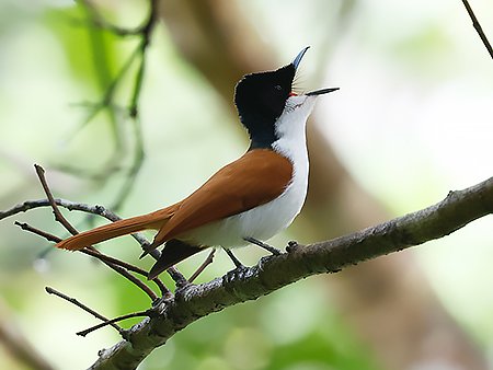 Shining Flycatcher,Myiagra alecto  - West Papua Birding Tour