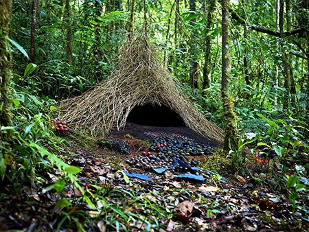 Vogelkop Bowerbird bower - Birding in West Papua