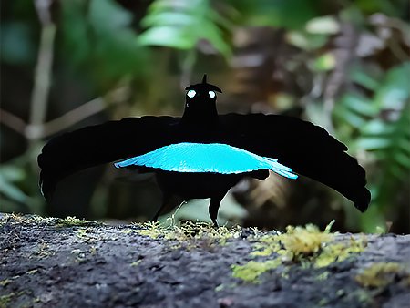 Vogelkop Lophorina, Lophorina superba - West Papua Birding Tour