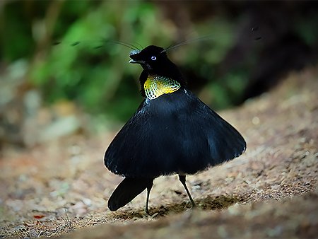 Western Parotia, Parotia sefilata - West Papua Birding Tour