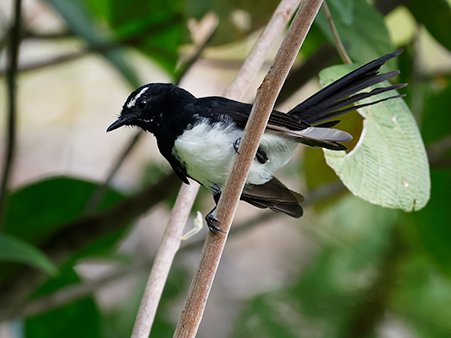 Willie Wagtail, Rhipidura leucophrys  - West Papua Bird Watching