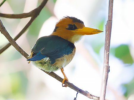 Yellow-billed Kingfisher, Syma torotoro - Birding West Papua
