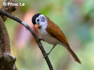 Black-headed Parrotbill - South Vietnam Birding Tour