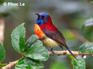 Black-throated Sunbird - Vietnam Birding Tour