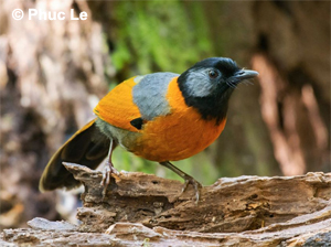 Collared Laughingthrush - South Vietnam Birding Tour