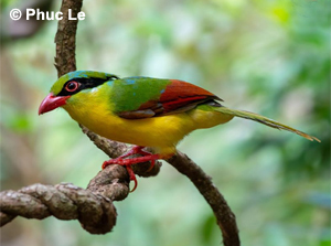 Indochinese Green Magpie - South Vietnam Birding Tour