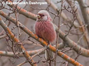 Long-tailed Rosefinch - Mongolia Birding Tour