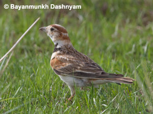 Mongolian Lark - Central Mongolia Birding Tour