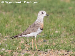 Oriental Plover - Central Mongolia Birding Tour