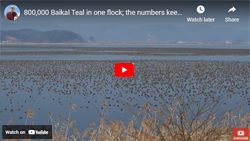 Baikal Teal