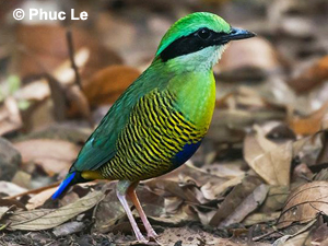 Bar-bellied Pitta - South and Central Vietnam Birding Tour