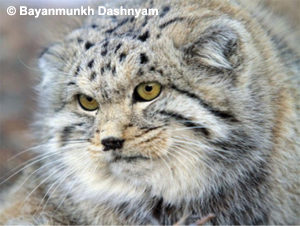 Pallas's Cat - Central Mongolia Birding Tour