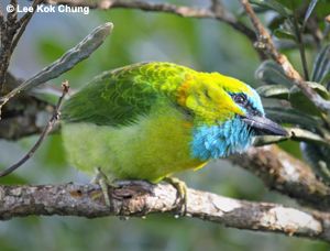 Golden-naped Barbet - North Borneo Birding Tour