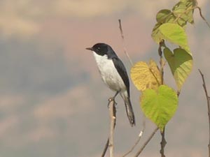 Jerdon's Bushchat