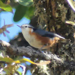 White-browed Nuthatch - Myanmar Birding Tour