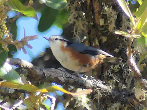 White-browed Nuthatch - Myanmar Bird Watching Tour