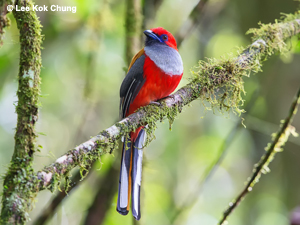 Whitehead's Trogon - bird tour Borneo