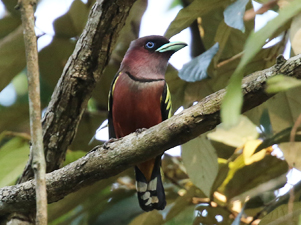 Banded Broadbill - Borneo birding tour