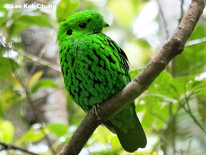 Whitehead's Broadbill