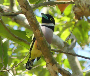 Black-and-yellow Broadbill - Borneo birding tour