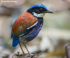 Blue-headed Pitta