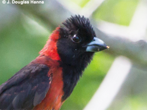 Crimson-collared Grosbeak