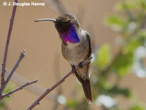 Lucifer Hummingbird - Mexico Rare Endemics Birding Tour