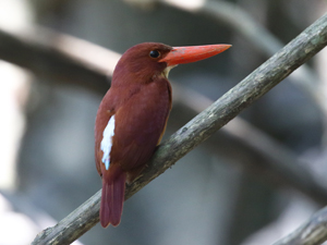 Ruddy Kingfisher - North Borneo birding tour