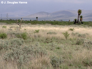 Saltillo Grasslands