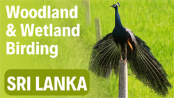 Sri Lanka Birding Video