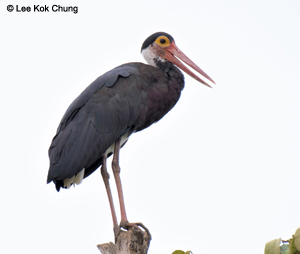 Storm's Stork - North Borneo birding tour