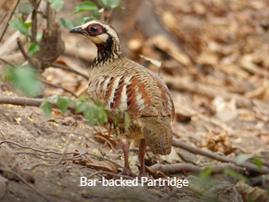 Bae-backed Partridge