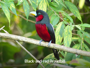 Black-and-red Broadbill