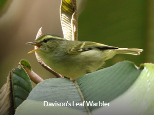 Davison's Leaf Warbler