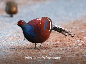 Mrs Hume's Pheasant