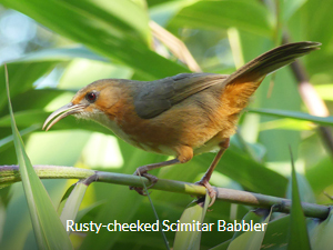 Rusty-cheeked Scimitar Babbler