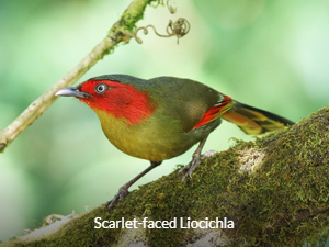 Scarlet-faced Liocichla