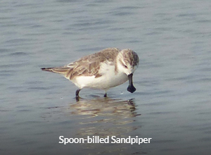 Spoon-billed Sandpiper