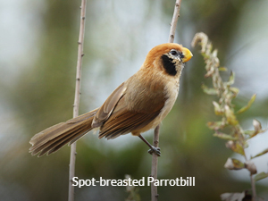 Spot-breasted Parrotbill