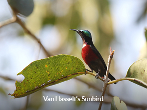 Van Hasselt's Sunbird