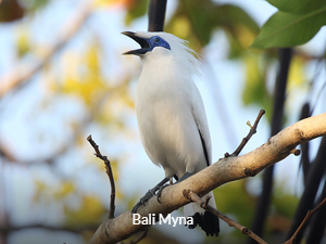 Bali Myna