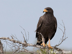 Cuban Black Hawk