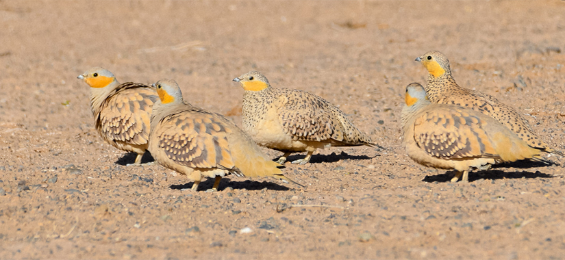 Spotted Sandgrouse - Morocco Birding Tour