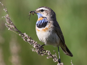 Bluethroat