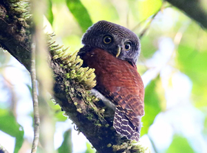 Chestnut-backed Owlet - Sri Lanka Endemics Birding Tour