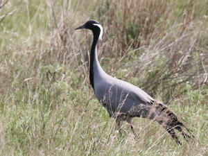 Demoiselle Crane - Kazakhstan Birding Tour